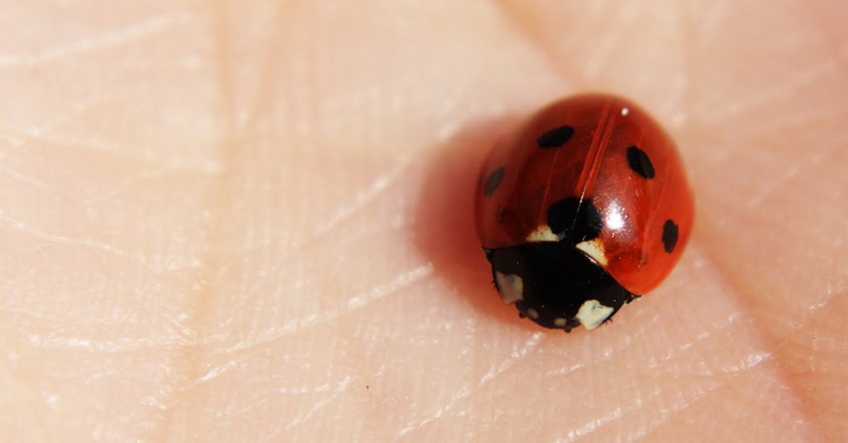 βελονισμός για ψωρίαση